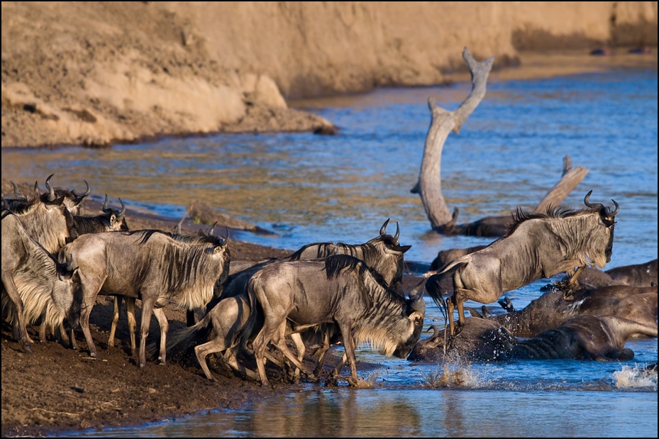  Przeprawa przez rzekę Marę Migracja Nikon D300 Sigma APO 500mm f/4.5 DG/HSM Kenia 0 dzikiej przyrody stado fauna pustynia woda safari gnu migracja zwierząt Park Narodowy