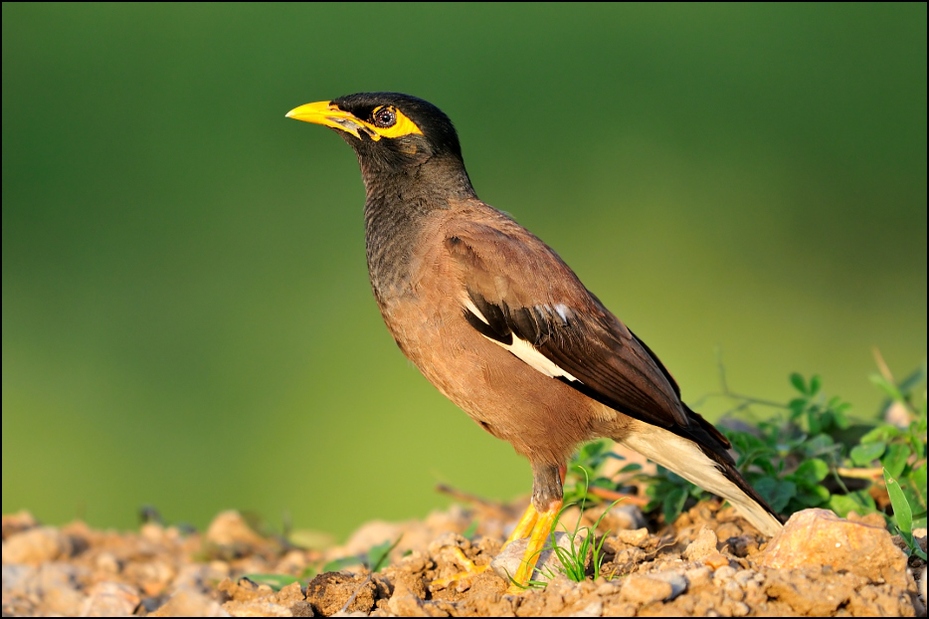  Majna brunatna Ptaki Nikon D300 Sigma APO 500mm f/4.5 DG/HSM Indie 0 ptak fauna dziób ekosystem acridotheres dzikiej przyrody pospolita myna organizm zięba ptak przysiadujący