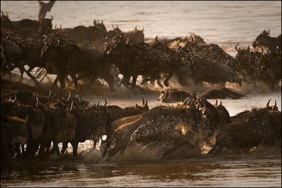  Przeprawa przez rzekę Marę Migracja antylopa gnu, wildebeest Nikon D300 Sigma APO 500mm f/4.5 DG/HSM Kenia 0 dzikiej przyrody stado fauna woda safari migracja zwierząt