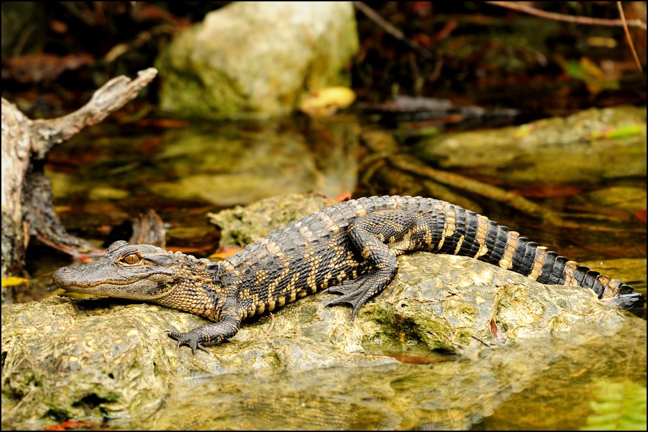 Mody aligator Inne Nikon D300 Sigma APO 500mm f/4.5 DG/HSM USA, Floryda 0 Crocodilia krokodyl gad amerykański aligator fauna krokodyl nilowy dzikiej przyrody Bank zwierzę lądowe