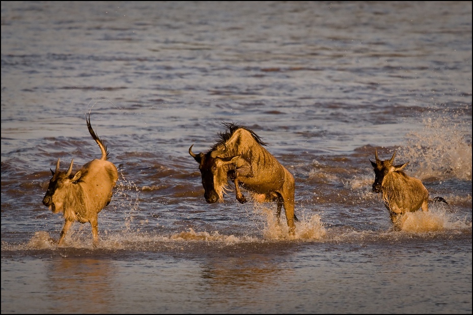  Przeprawa przez rzekę Marę Migracja Nikon D300 Sigma APO 500mm f/4.5 DG/HSM Kenia 0 dzikiej przyrody ssak fauna stado woda safari gnu