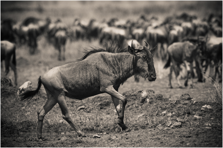  Migracja Nikon D300 Sigma APO 500mm f/4.5 DG/HSM Kenia 0 dzikiej przyrody czarny i biały fauna gnu stado fotografia monochromatyczna bydło takie jak ssak róg monochromia safari