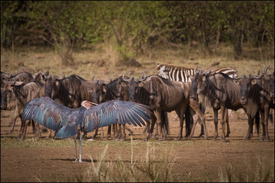  Pokaz Migracja Nikon D300 Sigma APO 500mm f/4.5 DG/HSM Kenia 0 dzikiej przyrody stado gnu fauna sawanna pustynia zwierzę lądowe safari migracja zwierząt Park Narodowy