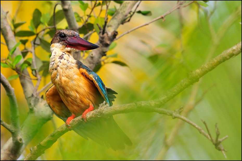  Łowiec niebieskoskrzydły Ptaki Nikon D300 Sigma APO 500mm f/4.5 DG/HSM Indie 0 ptak fauna dziób ekosystem dzikiej przyrody coraciiformes organizm