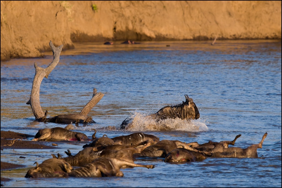  Przeprawa przez rzekę Marę Migracja Nikon D300 Sigma APO 500mm f/4.5 DG/HSM Kenia 0 dzikiej przyrody ssak fauna woda pustynia Bank safari odbicie drewno rzeka