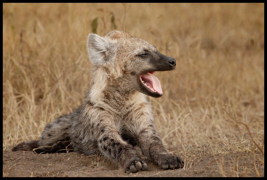  Hieny Przyroda hiena Nikon D200 Sigma APO 500mm f/4.5 DG/HSM Kenia 0 dzikiej przyrody fauna zwierzę lądowe ssak szakal pysk organizm safari futro