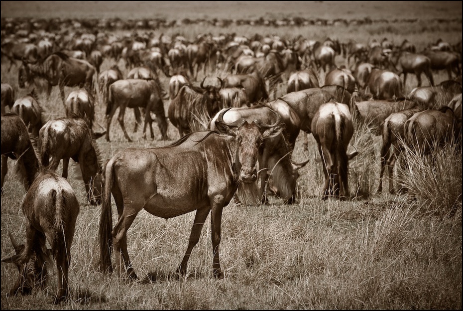  Migracja Nikon D200 AF-S Nikkor 70-200mm f/2.8G Kenia 0 stado dzikiej przyrody fauna czarny i biały bydło takie jak ssak łąka obszar wiejski pastwisko pasący się fotografia monochromatyczna