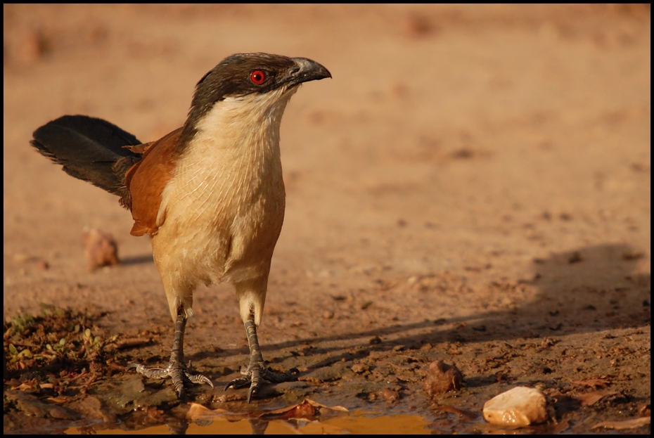  Kukal senegalski Ptaki Nikon D200 Sigma APO 50-500mm f/4-6.3 HSM Senegal 0 ptak fauna dziób dzikiej przyrody ecoregion niebo