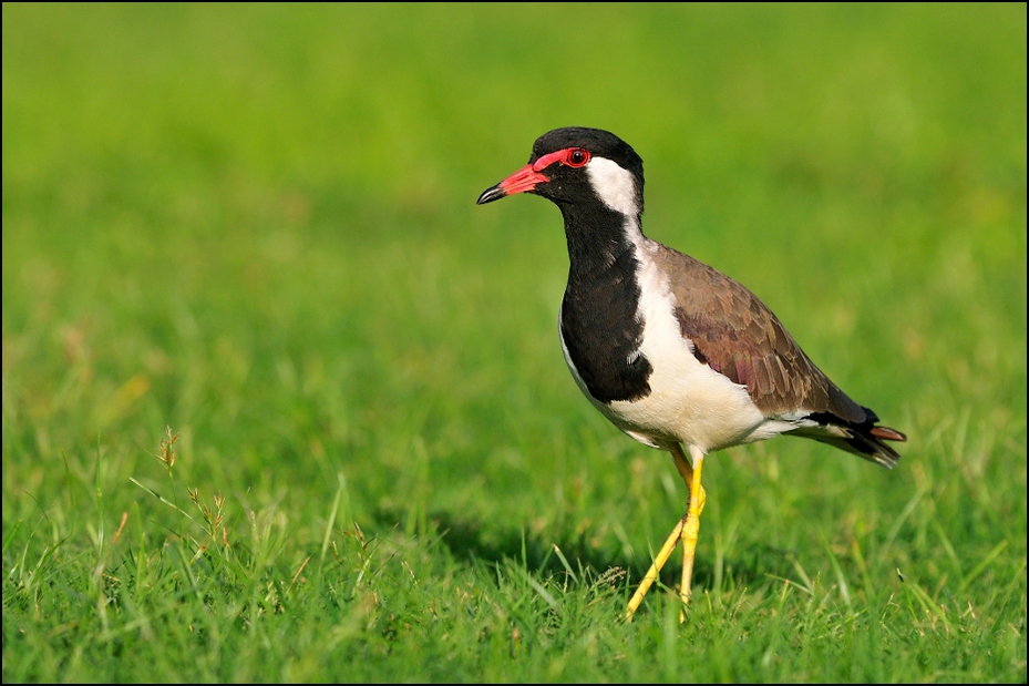  Czajka indyjska Ptaki Nikon D300 Sigma APO 500mm f/4.5 DG/HSM Indie 0 ptak ekosystem fauna dziób trawa łąka dzikiej przyrody wodny ptak shorebird ecoregion