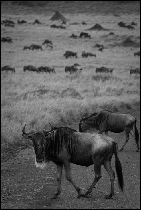  Antylopy Gnu Migracja Nikon D200 AF-S Nikkor 70-200mm f/2.8G Kenia 0 dzikiej przyrody czarny i biały fotografia monochromatyczna fauna bydło takie jak ssak monochromia niebo gnu safari stado