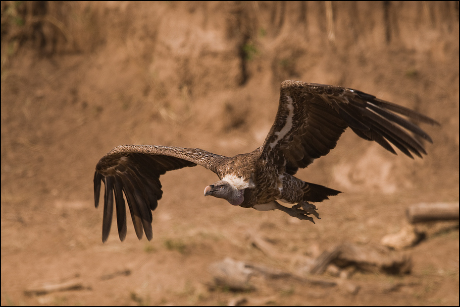  Sęp plamisty Ptaki Nikon D300 Sigma APO 500mm f/4.5 DG/HSM Kenia 0 fauna ptak ptak drapieżny dziób dzikiej przyrody orzeł sęp accipitriformes ecoregion skrzydło