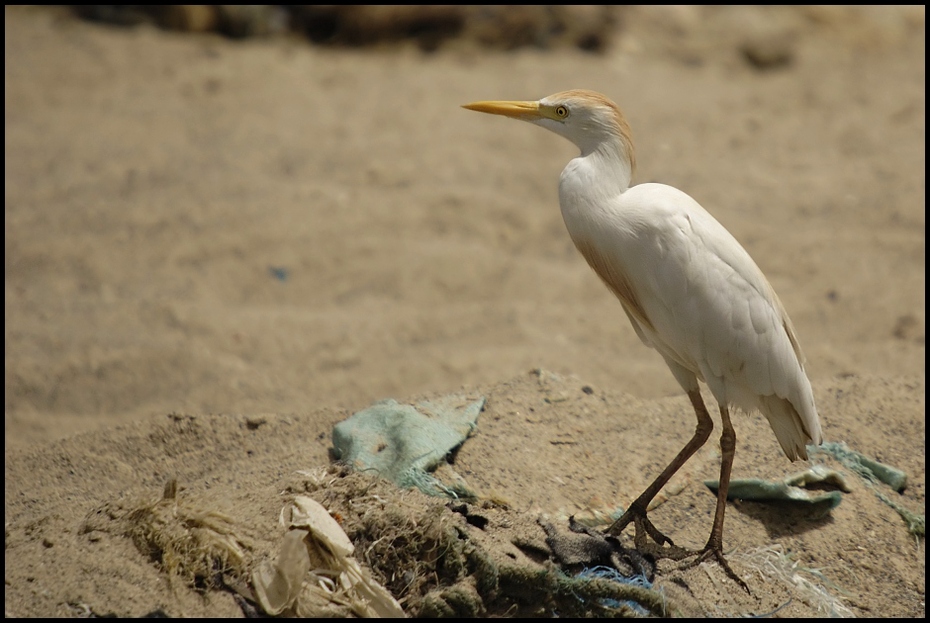  Czapla złotawa Ptaki Nikon D70 Sigma APO 50-500mm f/4-6.3 HSM Senegal 0 ptak fauna dziób egret czapla Wielka czapla pelecaniformes shorebird wodny ptak dzikiej przyrody