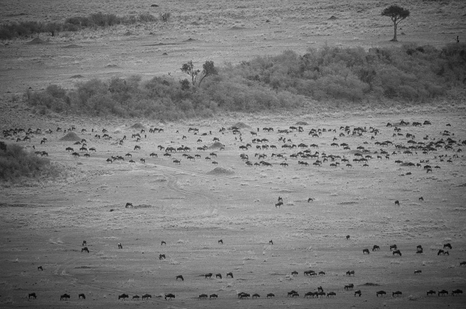  Masai mara Migracja Nikon D300 Sigma APO 500mm f/4.5 DG/HSM Kenia 0 czarny i biały fotografia monochromatyczna Wybrzeże woda morze niebo ocean fotografia fala atmosfera