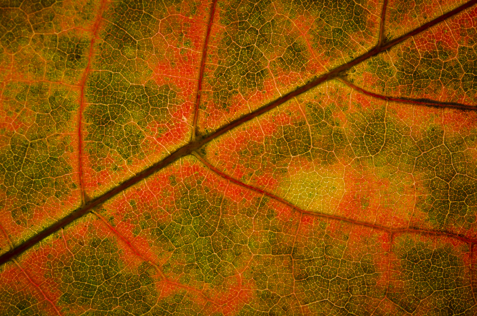  Jesienne liście Inne Nikon D7000 AF-S Micro Nikkor 60mm f/2.8G Makro liść żółty jesień tekstura liść klonu liściasty trawa tapeta komputerowa drzewo wzór