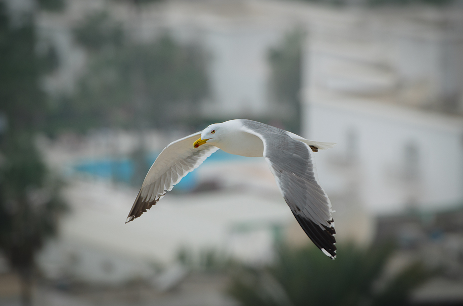  Mewa mieście Agadir Nikon D7000 AF-S Nikkor 70-200mm f/2.8G Maroko 0 ptak dziób frajer ptak morski europejska mewa srebrzysta fauna charadriiformes woda dzikiej przyrody skrzydło