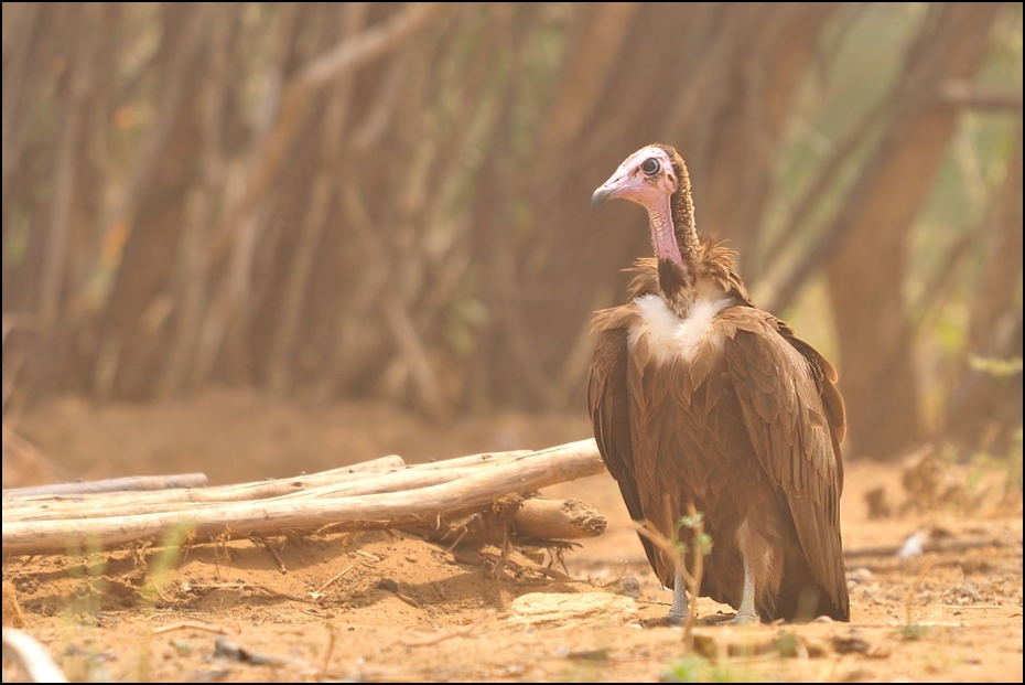  Ścierwnik pyle Kurz Nikon D300 Sigma APO 500mm f/4.5 DG/HSM Etiopia 0 ptak fauna ptak drapieżny dziób dzikiej przyrody sęp ecoregion