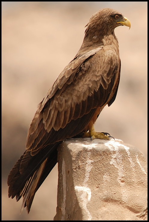  Kania czarna Ptaki Nikon D200 Sigma APO 50-500mm f/4-6.3 HSM Senegal 0 ptak ptak drapieżny orzeł fauna dziób accipitriformes jastrząb myszołów dzikiej przyrody sęp