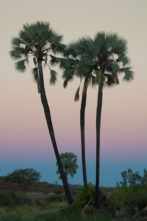  Palmy wschodzie Krajobraz Nikon D7100 AF-S Nikkor 70-200mm f/2.8G Namibia 0 drzewo borassus flabellifer roślina drzewiasta drzewo palmowe Arecales wegetacja roślina niebo daktylowa attalea speciosa