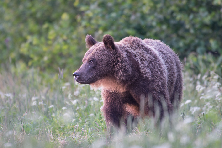  Niedźwiedź 0 Lipiec Nikon D7200 NIKKOR 200-500mm f/5.6E AF-S Biesczaty brązowy niedźwiedź Niedźwiedź grizzly zwierzę lądowe ssak pustynia dzikiej przyrody fauna amerykański czarny niedźwiedź pysk