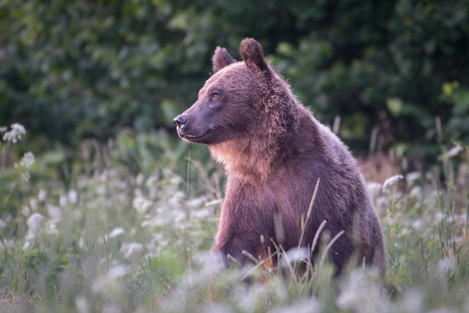  Niedźwiedź 0 Lipiec Nikon D7200 NIKKOR 200-500mm f/5.6E AF-S Biesczaty brązowy niedźwiedź Niedźwiedź grizzly dzikiej przyrody ssak zwierzę lądowe fauna pustynia amerykański czarny niedźwiedź pysk