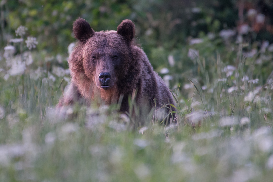  Niedźwiedź 0 Lipiec Nikon D7200 NIKKOR 200-500mm f/5.6E AF-S Biesczaty brązowy niedźwiedź Niedźwiedź grizzly dzikiej przyrody zwierzę lądowe ssak fauna pustynia amerykański czarny niedźwiedź pysk