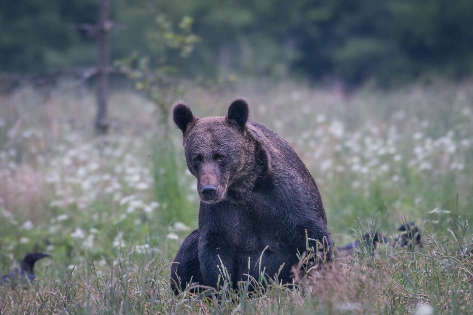  Niedźwiedź 0 Lipiec Nikon D7200 NIKKOR 200-500mm f/5.6E AF-S Biesczaty brązowy niedźwiedź dzikiej przyrody Niedźwiedź grizzly zwierzę lądowe amerykański czarny niedźwiedź ssak pustynia fauna pysk