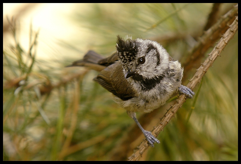  Czubatka Ptaki czubatka ptaki Nikon D70 Sigma APO 100-300mm f/4 HSM Zwierzęta ptak fauna dziób organizm dzikiej przyrody pióro gałąź flycatcher starego świata Gałązka ptak przysiadujący