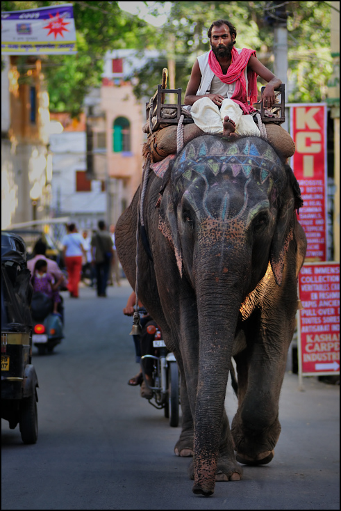  Jazda słoniu Ulice Nikon D300 Zoom-Nikkor 80-200mm f/2.8D Indie 0 słonie i mamuty słoń słoń indyjski ssak kręgowiec Droga ulica samochód świątynia pojazd