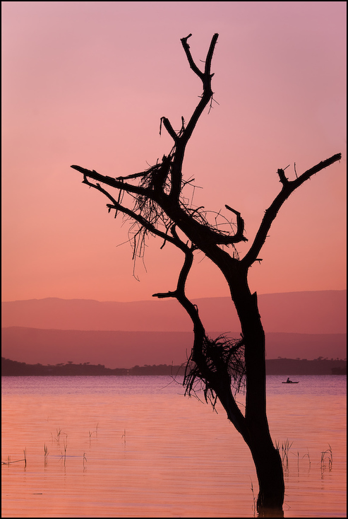  Jezioro Baringo rankiem Krajobraz Nikon D200 AF-S Nikkor 70-200mm f/2.8G Kenia 0 drzewo roślina drzewiasta niebo gałąź sylwetka roślina woda drewno wschód słońca spokojna