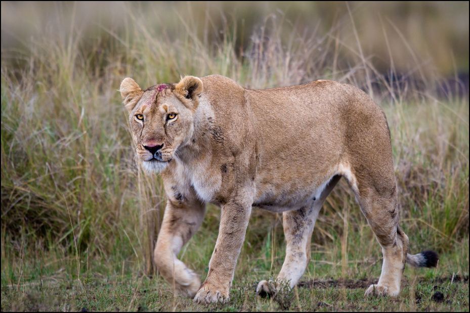  Lwica Zwierzęta Nikon D300 Sigma APO 500mm f/4.5 DG/HSM Kenia 0 dzikiej przyrody zwierzę lądowe Lew ssak fauna masajski lew pustynia duże koty safari trawa