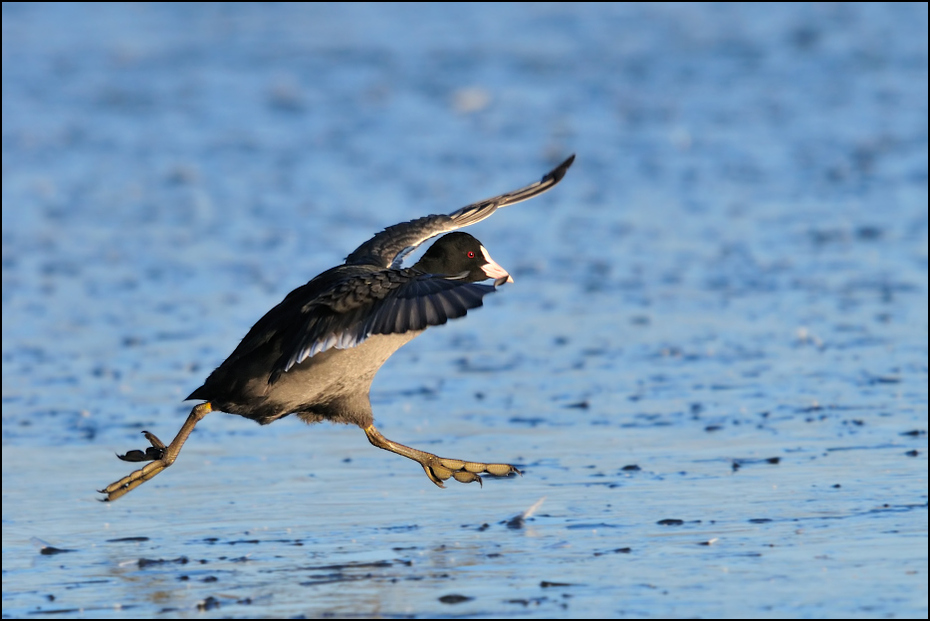  Łyska Ptaki Nikon D300 Sigma APO 500mm f/4.5 DG/HSM Zwierzęta ptak fauna woda dzikiej przyrody dziób wodny ptak shorebird ptak drapieżny ptak morski skrzydło