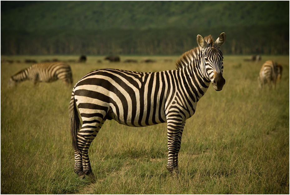  Zebra Zwierzęta Nikon D200 AF-S Nikkor 70-200mm f/2.8G Kenia 0 dzikiej przyrody łąka zebra zwierzę lądowe fauna ssak ekosystem trawa pustynia sawanna