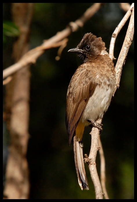  Bilbil Ogrodowy Ptaki bilbil ogrodowy ptaki Nikon D200 Sigma APO 50-500mm f/4-6.3 HSM Kenia 0 ptak fauna dziób dzikiej przyrody ptak przysiadujący słowik skrzydło pióro