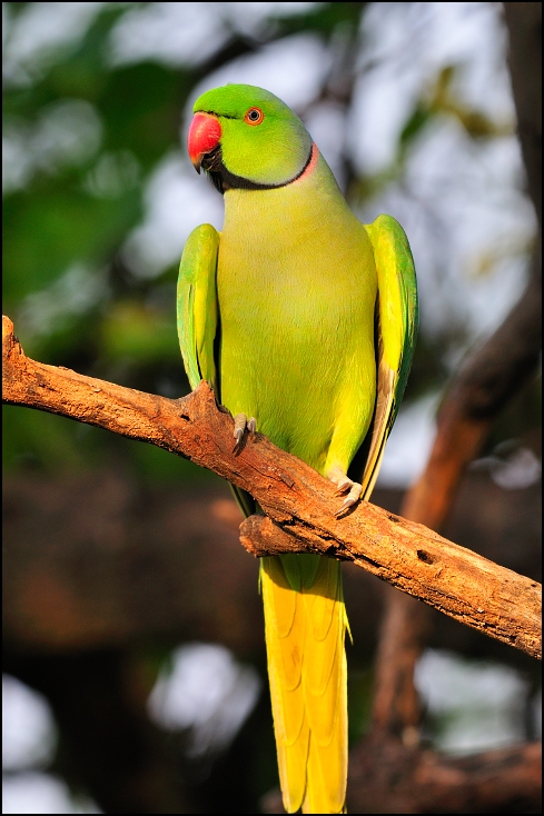  Aleksandretta obrożna Ptaki Nikon D300 Sigma APO 500mm f/4.5 DG/HSM Indie 0 ptak papuga długoogonowa papuga dziób zwykła papuga dla zwierząt domowych fauna kocham ptaka ara perico