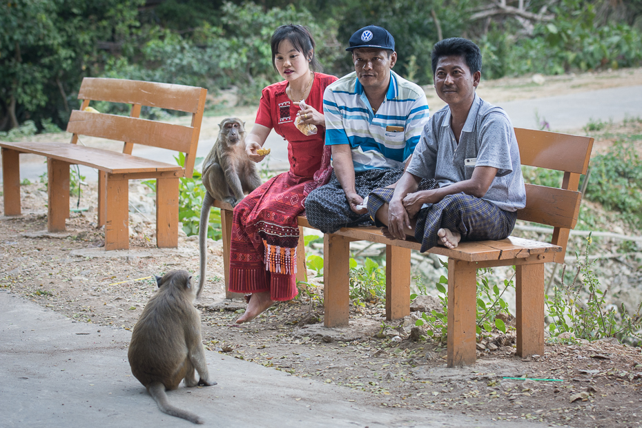  Karmienie małpek Ludzie Nikon D7100 AF-S Nikkor 70-200mm f/2.8G 0 Myanmar ssak kręgowiec prymas świątynia drzewo stary świat małpa rekreacja ogród zoologiczny zabawa ludzkie zachowanie