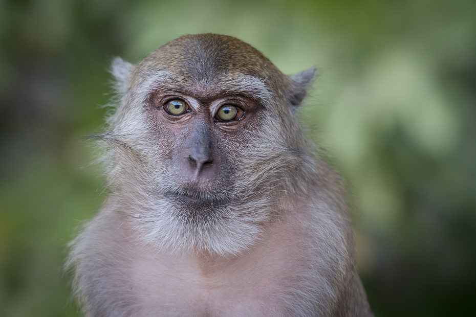  Kapucynka Przyroda Nikon D7100 AF-S Nikkor 70-200mm f/2.8G 0 Myanmar makak fauna ssak dzikiej przyrody prymas oko zwierzę lądowe pysk ścieśniać stary świat małpa