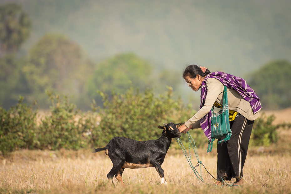  Pasterka Ludzie Nikon D7200 AF-S Nikkor 70-200mm f/2.8G 0 Myanmar pole trawa łąka pies obszar wiejski pastwisko kozy zabawa ecoregion bydło takie jak ssak