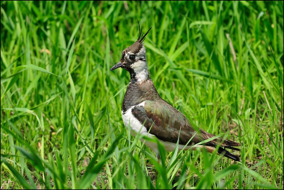  Czajka Ptaki Nikon D300 Sigma APO 500mm f/4.5 DG/HSM Zwierzęta ptak fauna ekosystem trawa rezerwat przyrody dziób dzikiej przyrody rodzina traw łąka flora