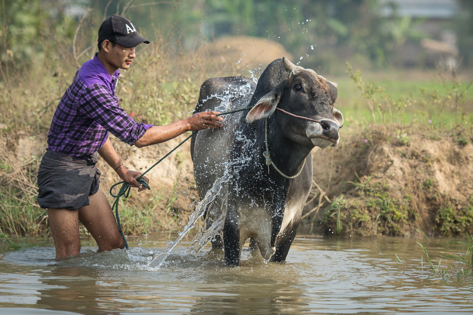  Mycie krów Ludzie Nikon D7200 AF-S Nikkor 70-200mm f/2.8G 0 Myanmar woda bydło takie jak ssak wodny bawół wół dzikiej przyrody zasoby wodne pracujące zwierzę