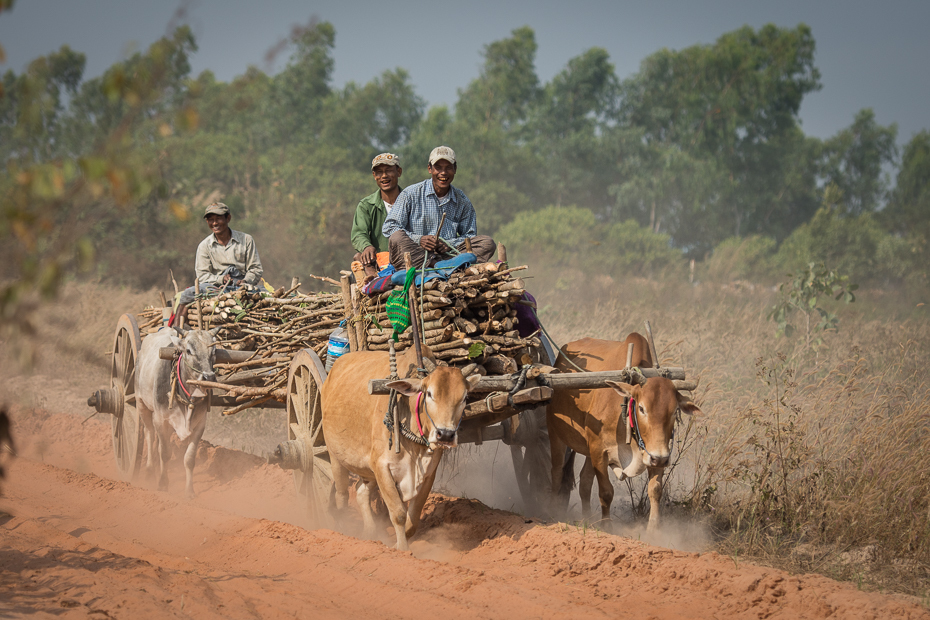  Zaprzęg Ludzie Nikon D7200 AF-S Nikkor 70-200mm f/2.8G 0 Myanmar rolnictwo rodzaj transportu pole obszar wiejski gleba wózek pojazd juczne zwierzę wół bydło takie jak ssak