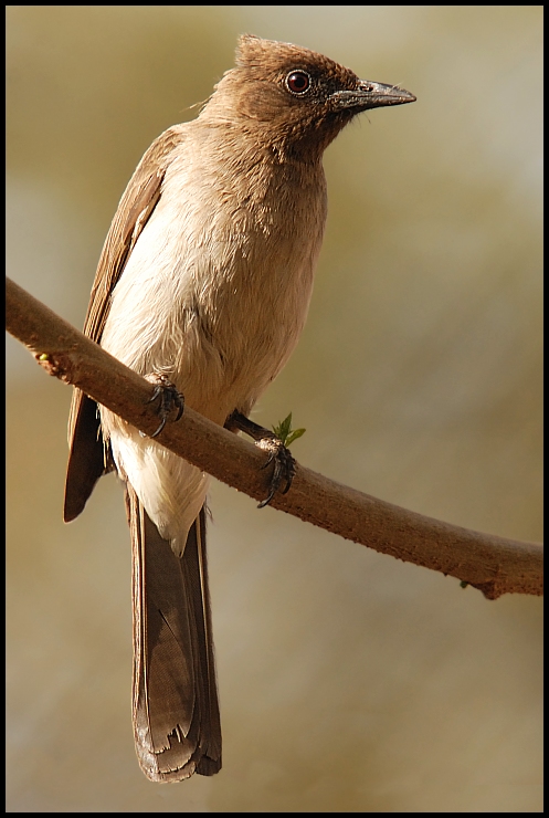  Bilbil Ptaki Nikon D200 Sigma APO 50-500mm f/4-6.3 HSM Senegal 0 ptak fauna dziób słowik pióro dzikiej przyrody skrzydło strzyżyk bulbul flycatcher starego świata