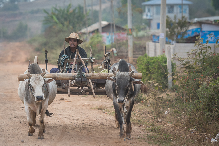  Zaprzęg Ludzie Nikon D7200 AF-S Nikkor 70-200mm f/2.8G 0 Myanmar rodzaj transportu obszar wiejski bydło takie jak ssak pojazd wół żywy inwentarz drzewo juczne zwierzę rolnictwo roślina