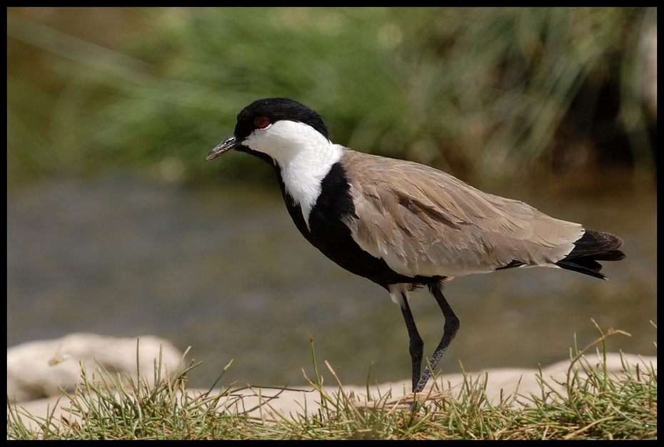  Czajka szponiasta Ptaki ptaki kenya Nikon D200 Sigma APO 500mm f/4.5 DG/HSM Kenia 0 ptak fauna dziób wodny ptak dzikiej przyrody żuraw jak ptak shorebird gęś pióro ptak morski