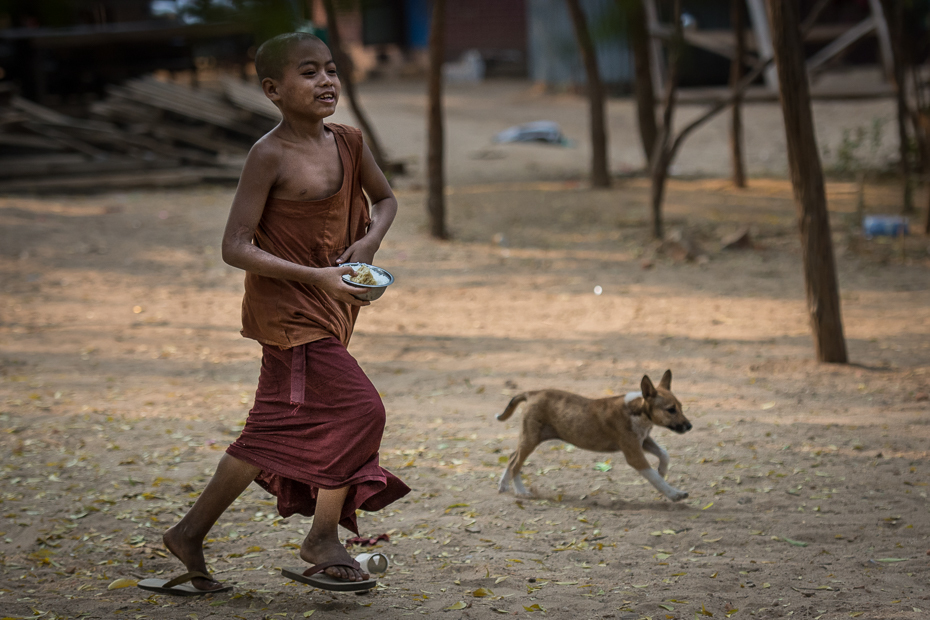  Mnich Ludzie Nikon D7100 AF-S Nikkor 70-200mm f/2.8G 0 Myanmar ssak pies pies jak ssak świątynia pies uliczny Droga zabawa