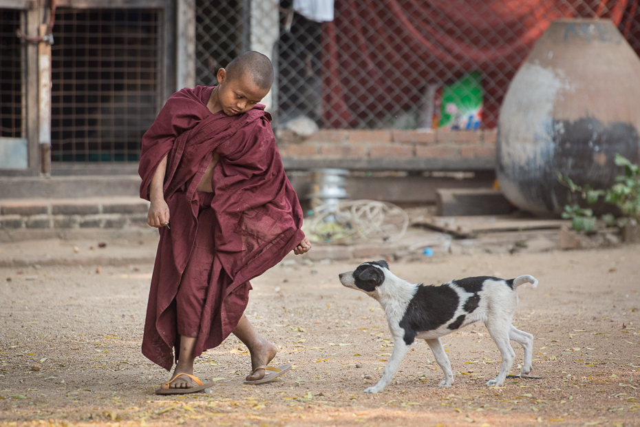  Mnich pies Ludzie Nikon D7100 AF-S Nikkor 70-200mm f/2.8G 0 Myanmar pies uliczny dziecko pies jak ssak rekreacja grać