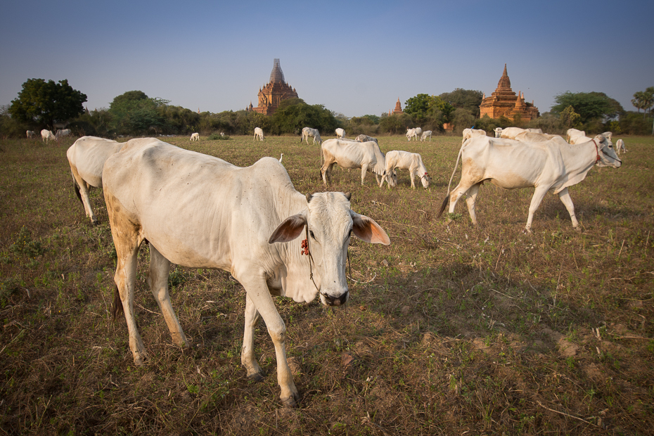  Bagan Miejsca Nikon D7200 Sigma 10-20mm f/3.5 HSM 0 Myanmar bydło takie jak ssak pastwisko stado łąka pole pasący się niebo obszar wiejski gospodarstwo rolne trawa