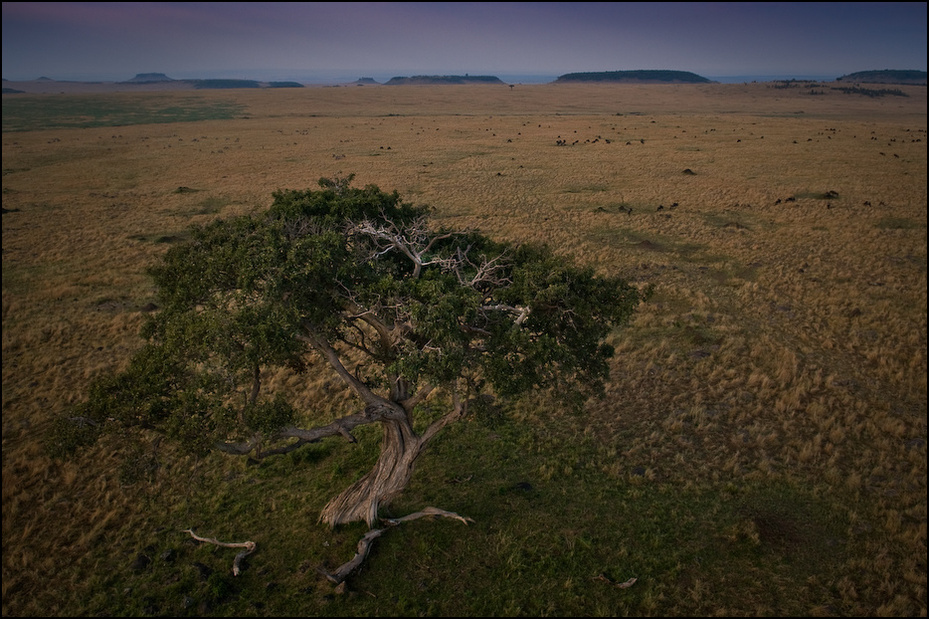  Drzewo życia Balon Nikon D300 AF-S Zoom-Nikkor 17-55mm f/2.8G IF-ED Kenia 0 ekosystem sawanna wegetacja krzewy pustynia łąka niebo Równina ecoregion step