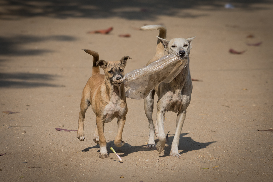  Psy Przyroda Nikon D7200 NIKKOR 200-500mm f/5.6E AF-S 0 Myanmar pies pies uliczny galgo español pies jak ssak chart wyścigowy fauna rasa psa longdog chart piasek