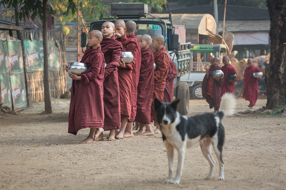  Mnisi Ludzie Nikon D7100 AF-S Nikkor 70-200mm f/2.8G 0 Myanmar pies pies jak ssak pies uliczny świątynia grupa psów ulica drzewo