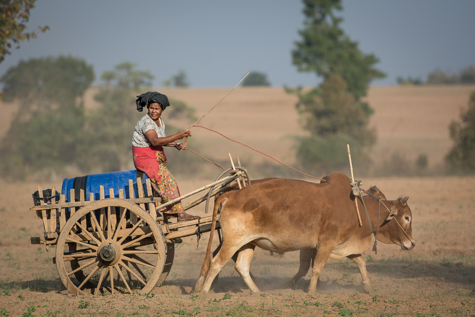  Zaprzęg drodze Nikon D7100 AF-S Nikkor 70-200mm f/2.8G 0 Myanmar bydło takie jak ssak obszar wiejski wózek pole oxcart wół róg gospodarstwo rolne ecoregion rolnictwo